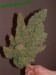 big-cannabis-buds
