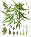 Cannabis_sativa4