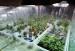 Marijuana-plants